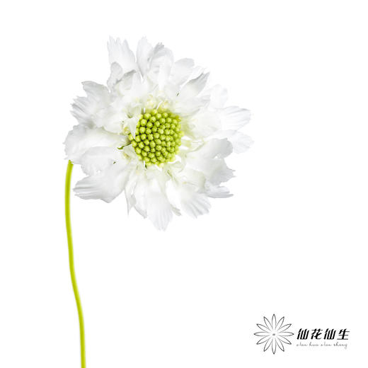 配花 | 蓝盆花白色 商品图4