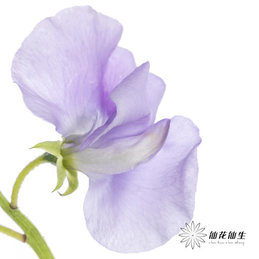 配花|香豌豆浅紫 商品图1