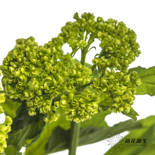 配花 | 木绣球 商品图1