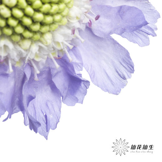 配花 | 蓝盆花浅紫 商品图8