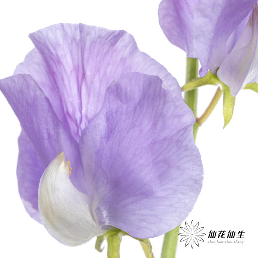 配花|香豌豆浅紫 商品图3