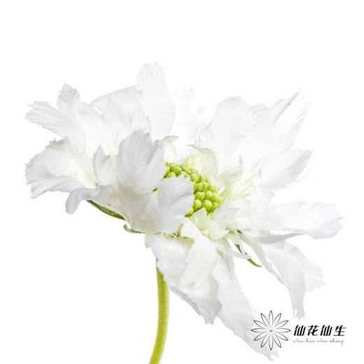 配花 | 蓝盆花白色 商品图7