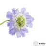 配花 | 蓝盆花浅紫 商品缩略图7