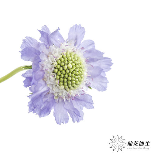 配花 | 蓝盆花浅紫 商品图7