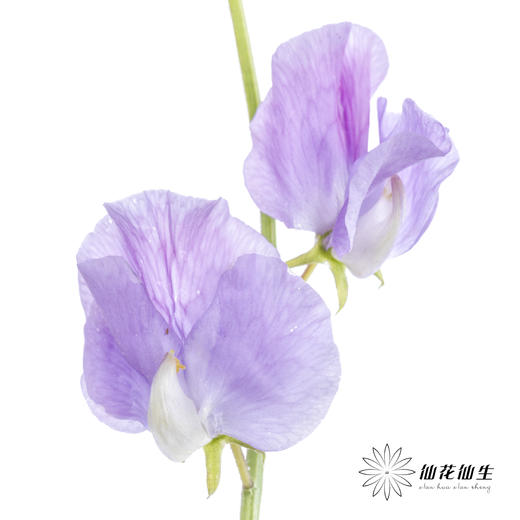 配花|香豌豆浅紫 商品图6
