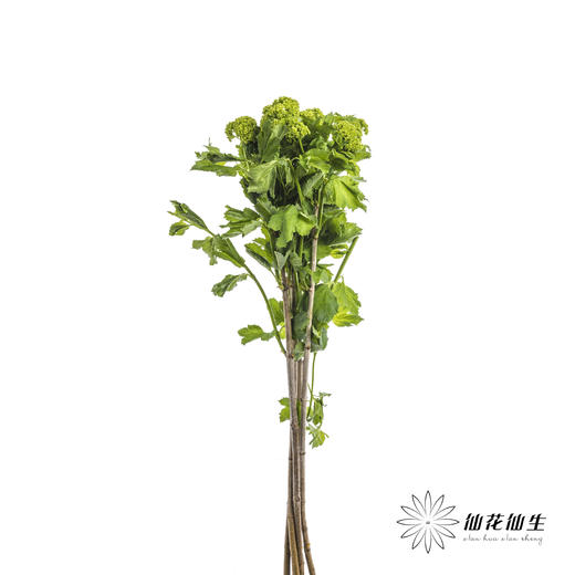 配花 | 木绣球 商品图4