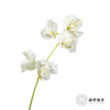 配花|香豌豆白色 商品缩略图5
