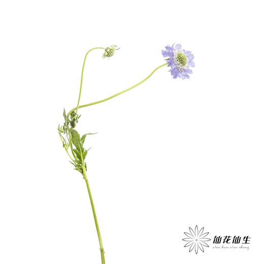 配花 | 蓝盆花浅紫 商品图5