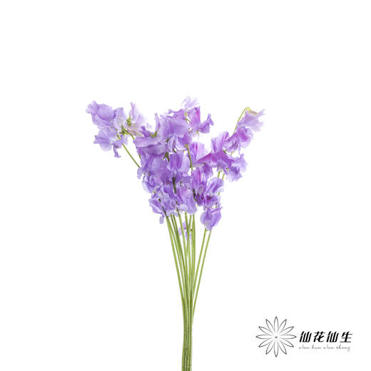 配花|香豌豆浅紫 商品图8