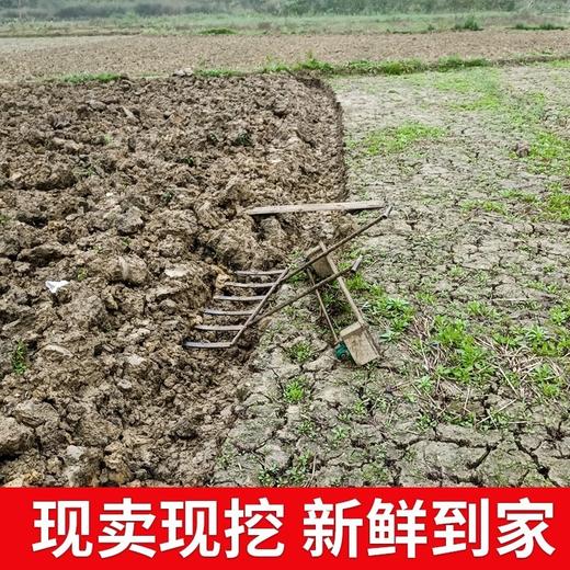 现挖广西荔浦马蹄荸荠3斤/5斤   顺丰快递 商品图11