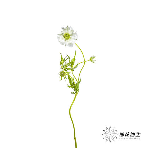 配花 | 蓝盆花白色 商品图3