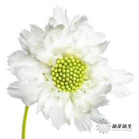 配花 | 蓝盆花白色