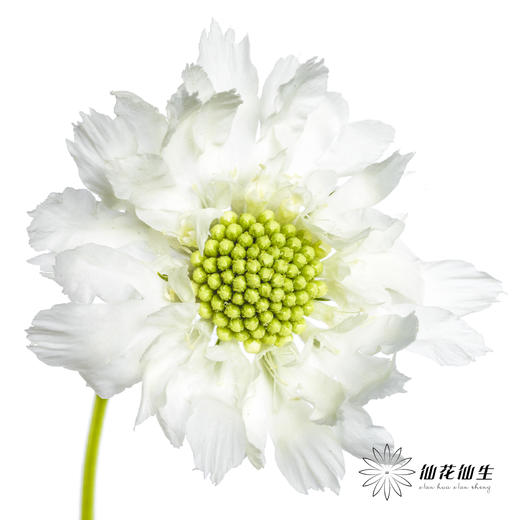 配花 | 蓝盆花白色 商品图0