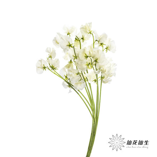 配花|香豌豆白色 商品图8