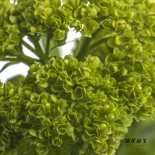 配花 | 木绣球 商品图2