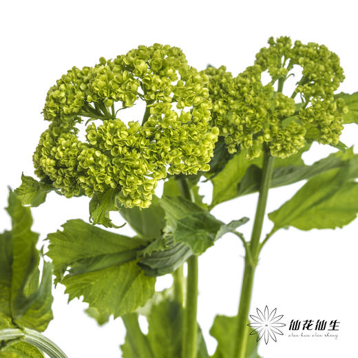 配花 | 木绣球 商品图6