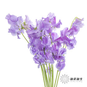 配花|香豌豆浅紫
