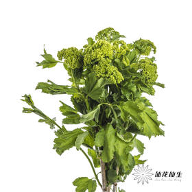 配花 | 木绣球