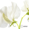配花|香豌豆白色 商品缩略图3