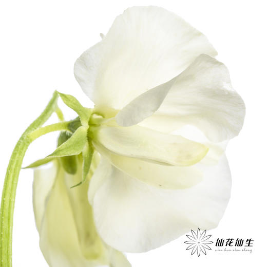 配花|香豌豆白色 商品图2