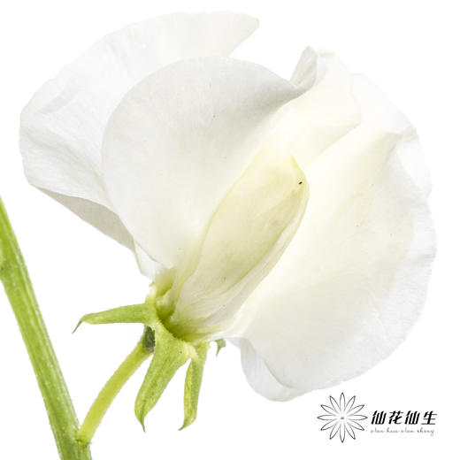 配花|香豌豆白色 商品图1