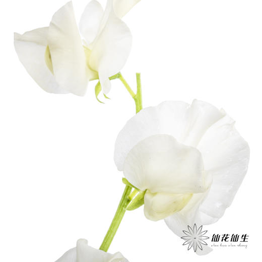 配花|香豌豆白色 商品图4
