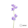配花|香豌豆浅紫 商品缩略图7