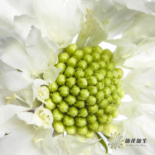 配花 | 蓝盆花白色 商品图2