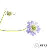 配花 | 蓝盆花浅紫 商品缩略图3