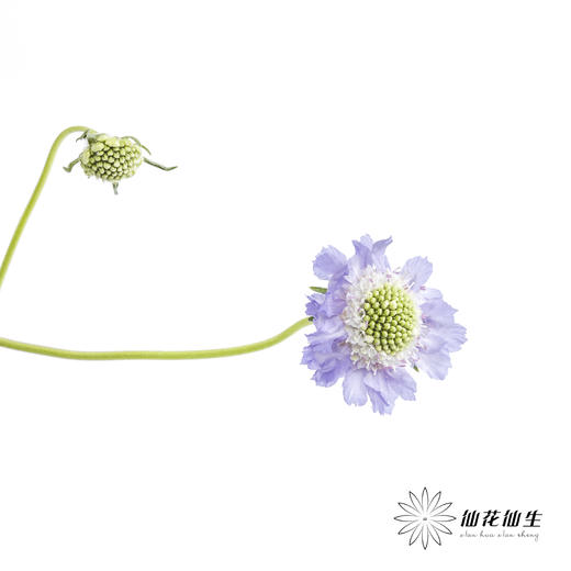 配花 | 蓝盆花浅紫 商品图3