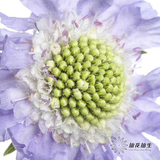 配花 | 蓝盆花浅紫 商品图2