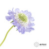 配花 | 蓝盆花浅紫 商品缩略图6
