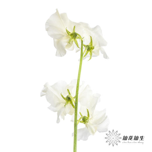 配花|香豌豆白色 商品图7