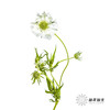 配花 | 蓝盆花白色 商品缩略图6