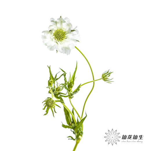 配花 | 蓝盆花白色 商品图6