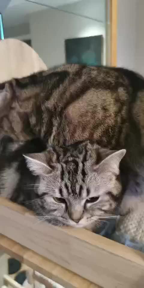 普通商品 商品图0