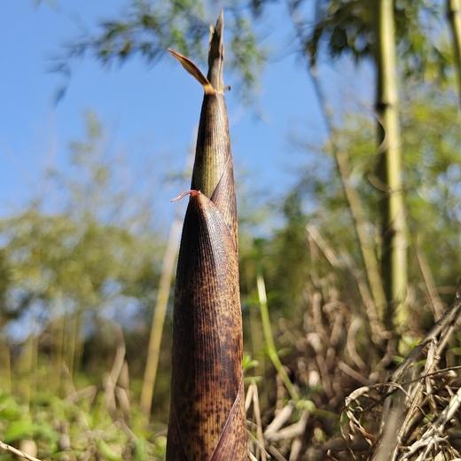 【野春笋】产自黄山深处野生竹林/贽物自有山地/不施除草剂(5斤98元)带皮顺丰冷鲜发货 商品图1