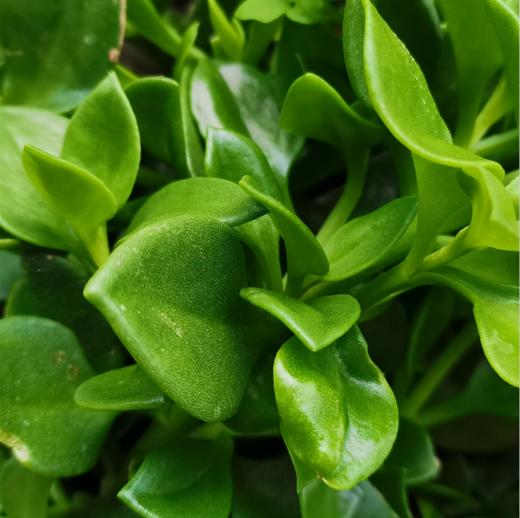 生态穿心莲  | 夏日好品 厨房必备 | 凉拌清炒炖煮 | 石嫣农场 * Ecological Andrographis Paniculata 商品图2