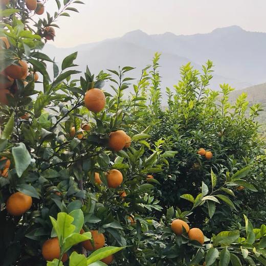 【春季柑橘挚爱 爆汁小炸弹 】2025新产季 不打药的桂林沃柑 柑橘爆汁小炸弹 商品图5