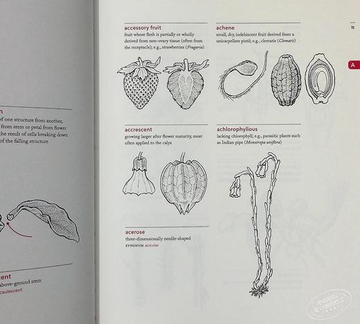 【中商原版】植物学图解词典 英文原版 A Botanist's Vocabulary Susan K. Pell Timber Press 黑白插图 科普书籍 商品图6