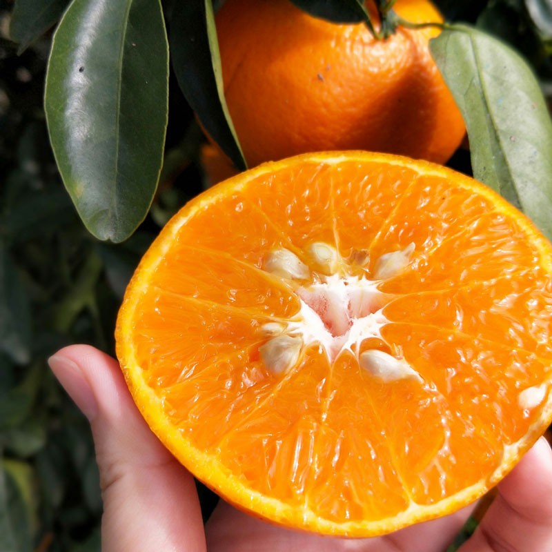 台湾高山茂谷柑大果 5斤装 (台湾引进,漳州种植)