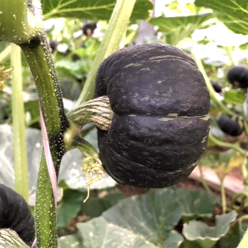 国产爆粉贝贝南瓜各规格 全国包邮