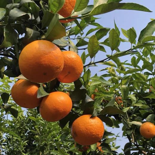 【春季柑橘挚爱 爆汁小炸弹 】2025新产季 不打药的桂林沃柑 柑橘爆汁小炸弹 商品图3