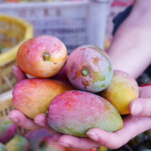 【好物推荐】贵妃芒 4.5斤/8斤 商品图3