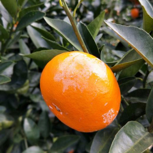 台湾高山茂谷柑大果 5斤装 (台湾引进,漳州种植)