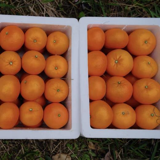 【春季柑橘挚爱 爆汁小炸弹 】2025新产季 不打药的桂林沃柑 柑橘爆汁小炸弹 商品图6