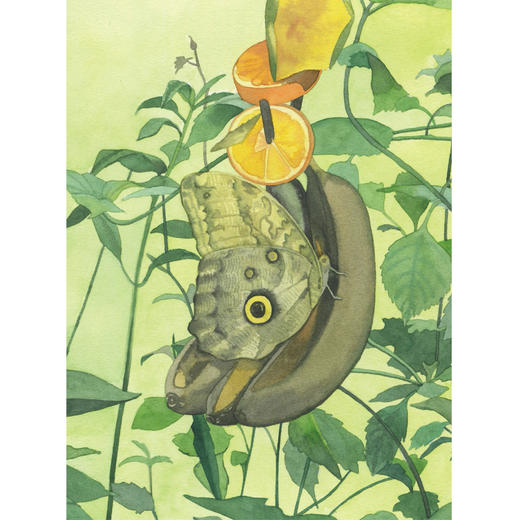 【适合5岁+】小亮老师的博物课全6册 张辰亮自然万物5-12的岁孩子趣味科普读物 商品图4