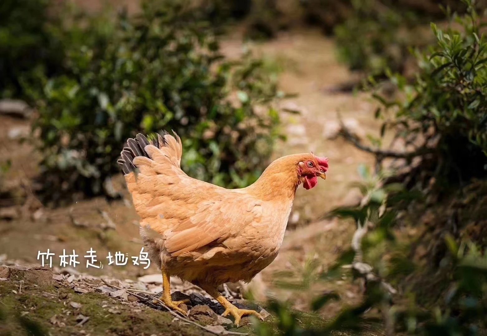 竹海山林春鲜土鸡1只黄泥拱春笋5斤