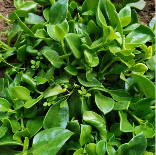 生态穿心莲  | 夏日好品 厨房必备 | 凉拌清炒炖煮 | 石嫣农场 * Ecological Andrographis Paniculata 商品图0