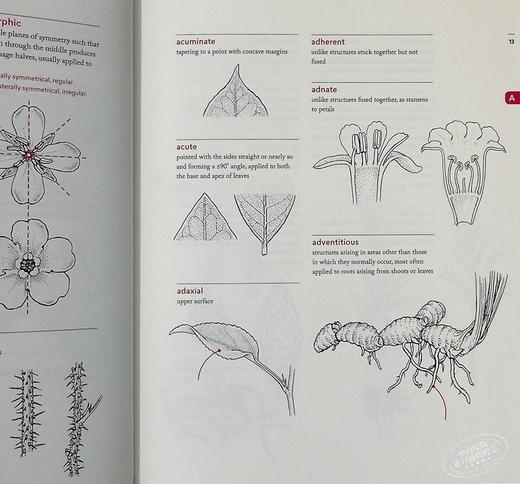 【中商原版】植物学图解词典 英文原版 A Botanist's Vocabulary Susan K. Pell Timber Press 黑白插图 科普书籍 商品图7